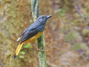Malaysia: Rufous Tailed Shama Trichixos pyrropygus Sabah