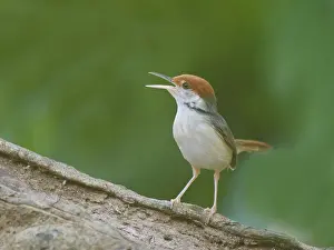 Singing: Rufous Tailed Tailorbird Orthotomus sericeus Sab