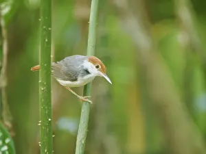 Malaysia: Rufous Tailed Tailorbird Orthotomus sericeus Sab