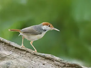 Malaysia: Rufous Tailed Tailorbird Orthotomus sericeus Sab