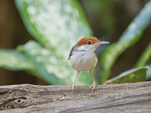 Malaysia: Rufous Tailed Tailorbird Orthotomus sericeus Sab
