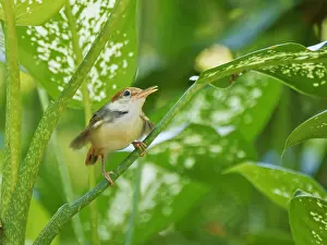 Malaysia: Rufous Tailed Tailorbird Orthotomus sericeus Sab