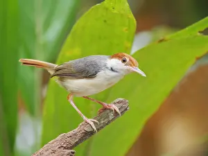 Malaysia: Rufous Tailed Tailorbird Orthotomus sericeus Sab