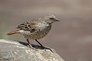 Ruficauda: Rufous-tailed Weaver