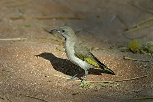 Rufogularis: Rufous-throated Honeyeater