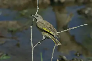 Rufogularis: Rufous-throated Honeyeater
