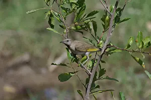 Rufogularis: Rufous-throated Honeyeater