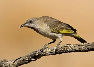 Overflowing: Rufous-throated Honeyeater - at an overflowing cattle trough