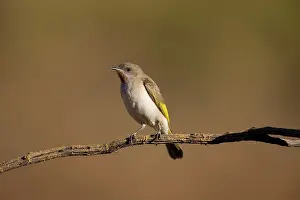 Honeyeaters: Rufous-throated Honeyeater - perched at dawn