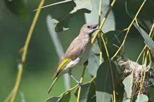 Rufogularis: Rufous-throated Honeyeater - Singing near nest