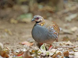 Vietnam: Rufous Throated Partridge Arborophila rufogularis