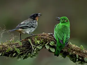 Competitions: Rufous-throated Tanager (Tangara rufigula) confr