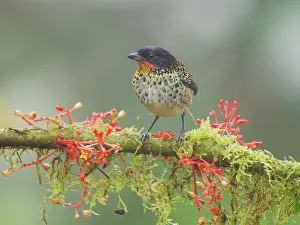 Tanagers: Rufous Throated Tanager Tangara rufigula Ecuador