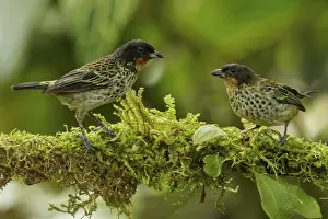 Mountain Groups: Rufous-throated Tanager (Tangara rufigula) perched on a branch in the Andes mountains of Colombia