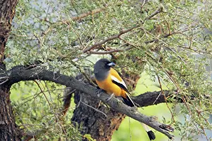 Vagabunda: Rufous Treepie