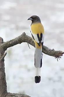 Vagabunda: Rufous Treepie