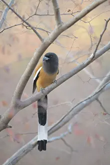 Decideous: Rufous Treepie