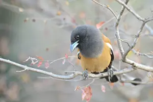 Ranthambhore: Rufous Treepie