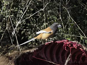 Nilgai: Rufous Treepie - feeding on Nilgai carcus Dendrocitta