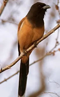 Chris Brunskill: RUFOUS TREEPIE - perched on branch