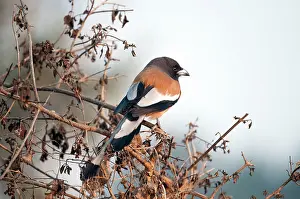 Keoladeo: Rufous treepie - perched on bush