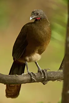 Trinidad: Rufous-vented Chachalaca (Ortalis ruficauda ruficauda)