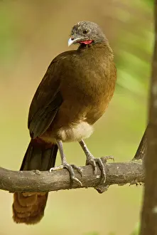Tobago: Rufous-vented Chachalaca perched on tree branch Tobago