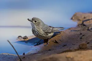 Alpha: Rufous Whistler