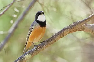 Rufiventris: Rufous Whistler