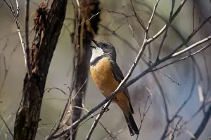 Rufiventris: Rufous Whistler male - singing