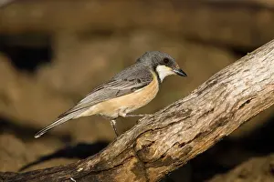 Rufiventris: Rufous Whistler - at an overflowing cattle trough