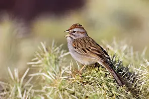 Aimophila: Rufous-winged Sparrow