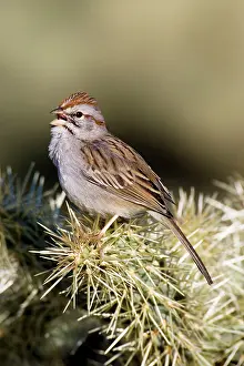 Aimophila: Rufous-winged Sparrow