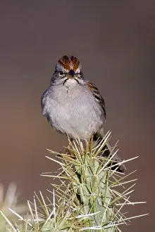Aimophila: Rufous-winged Sparrow