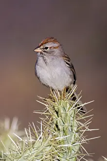 Aimophila: Rufous-winged Sparrow