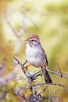 Aimophila: Rufous-winged Sparrow