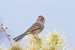 Aimophila: Rufous-winged Sparrow - January