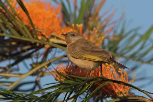 31517: Rufousthroated Honeyeater feeding in a grevillea Peppi