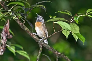 Thryothorus: Rufus-breasted Wren - on branch singing