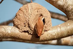 Ovenbirds: Rufus Hornero at entrance to nest