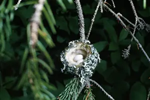 Selasphorus: Rufus Hummingbird - eggs in nest