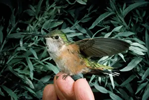 Selasphorus: Rufus Hummingbird - perched on fingertips