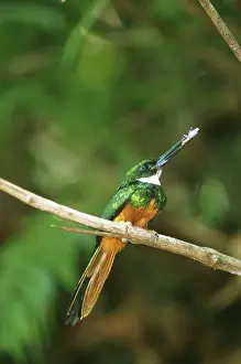 Galbula: Rufus-tailed Jacamar (Galbula ruficauda)