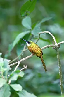 Tobago: Rufus-tailed Jacamar - sitting on branch