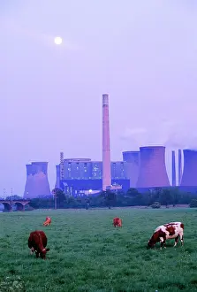 Stations: Rugeley POWER STATION - at dusk with cows in foreground