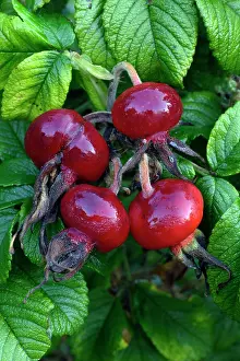 Hips: Rugosa Rose or Japanese Rose - Ripened hips in autumn