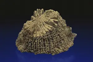 Paleozoic: Rugose Coral Fossil