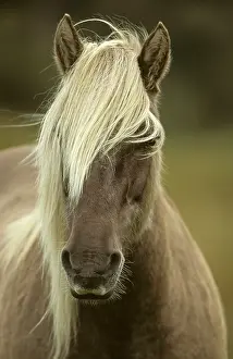 Rhum: Rum Pony