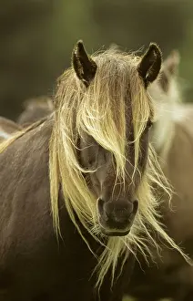 Rhum: Rum Pony