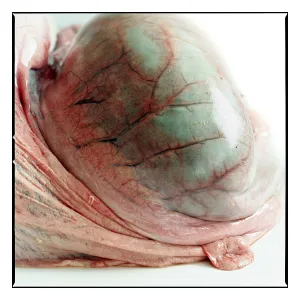 Systems: Rumen and omentum of sheep